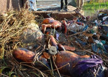 الجيش يذبح العشرات من سكان الكنابي ويلقي بجثثهم في ترع مشروع الجزيرة